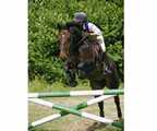 Lottie  1999 (sold)  mare doing great