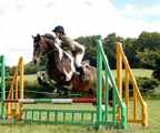 Sassy 2000 mare sold and now doing some great stuff locally